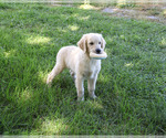 Small #4 Golden Retriever