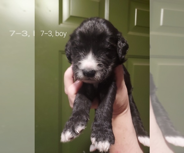 Medium Photo #4 Bordoodle Puppy For Sale in COPPERAS COVE, TX, USA