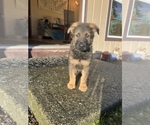 Small Photo #30 German Shepherd Dog Puppy For Sale in UNIVERSITY PL, WA, USA