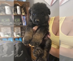 German Shepherd Dog Puppy for sale in MARIETTA, SC, USA