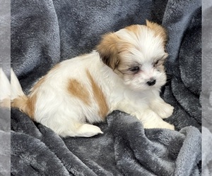 Mal-Shi Puppy for Sale in SILEX, Missouri USA