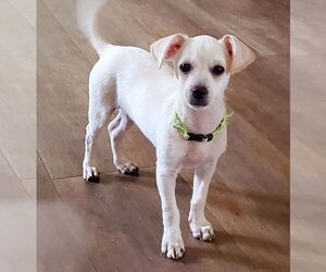 Chihuahua-Unknown Mix Dogs for adoption in Brooklyn Center, MN, USA