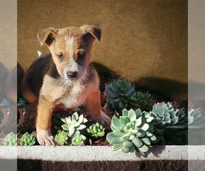 Australian Kelpie-Unknown Mix Dogs for adoption in Alexander, AR, USA