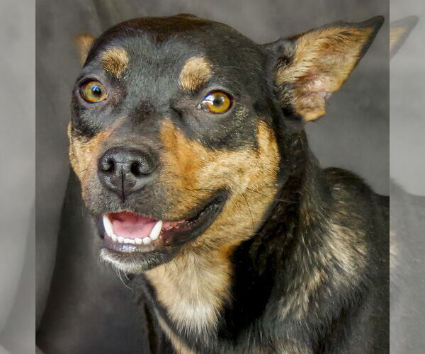 Medium Photo #2 Mutt Puppy For Sale in Albuquerque, NM, USA