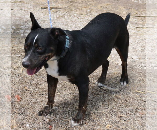 Medium Photo #3 Rottweiler-Unknown Mix Puppy For Sale in Bandera, TX, USA