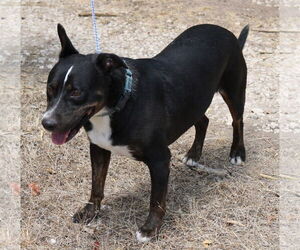 Brutus - Male Rottweiler-Unknown Mix Dog for Adoption - Photo #3