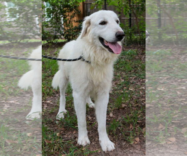 Medium Photo #18 Great Pyrenees Puppy For Sale in Spring, TX, USA