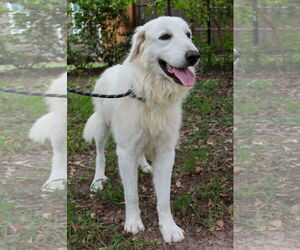 Howie - Male Great Pyrenees Dog for Adoption - Photo #12