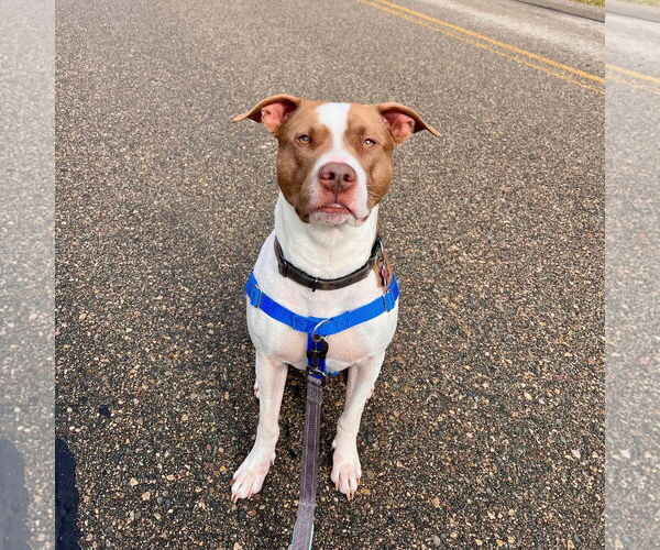 Medium Photo #12 American Pit Bull Terrier-Unknown Mix Puppy For Sale in Fargo, ND, USA