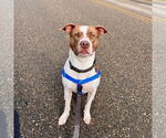 Small #11 American Pit Bull Terrier Mix