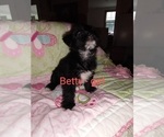 Small Photo #4 Chorkie Puppy For Sale in KANNAPOLIS, NC, USA