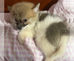 Pomsky Puppy for Sale in WEST HEMPSTEAD, New York USA