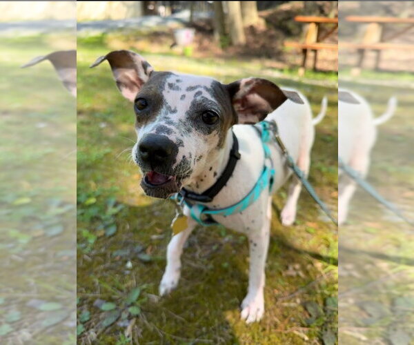 Medium Photo #4 Chihuahua-Unknown Mix Puppy For Sale in Ellijay, GA, USA