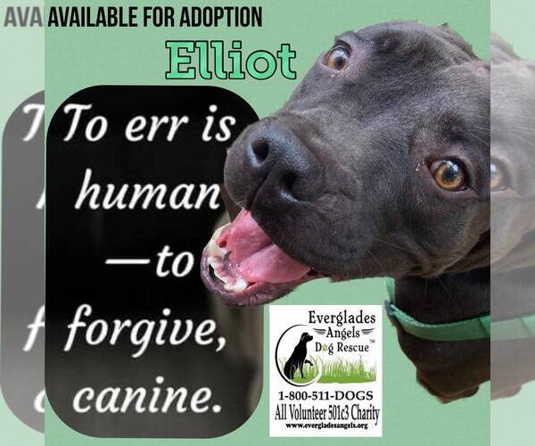 Medium Photo #35 Mutt Puppy For Sale in Pompano Beach , FL, USA