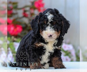 Bernedoodle (Miniature) Puppy for sale in LITITZ, PA, USA