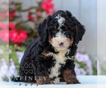 Small Bernedoodle (Miniature)