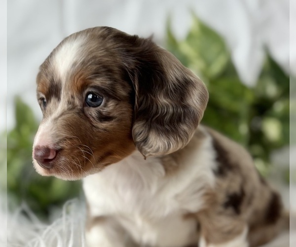 Medium Photo #17 Dachshund Puppy For Sale in ROCK STREAM, NY, USA