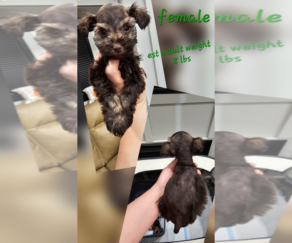 Medium Photo #1 Schnauzer (Miniature) Puppy For Sale in STRAFFORD, MO, USA