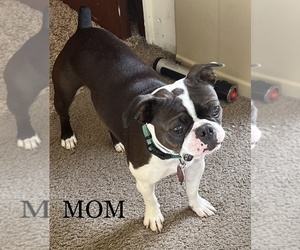 Mother of the Boston Terrier puppies born on 04/17/2024