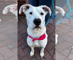 Small #26 Boxer Mix