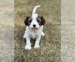 Puppy Calvin Cavachon-Cavalier King Charles Spaniel Mix