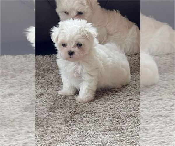 Medium Photo #6 Maltese Puppy For Sale in BEVERLY HILLS, CA, USA