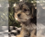 Puppy Happy Morkie