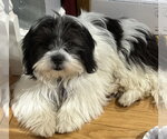 Small #1 Shih Tzu