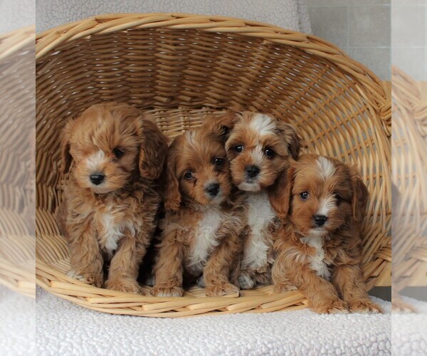Medium Photo #5 Cavapoo Puppy For Sale in BIRD IN HAND, PA, USA