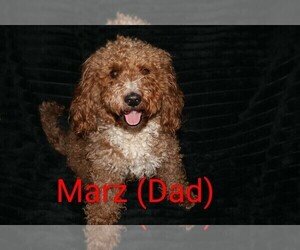 Father of the Goldendoodle (Miniature) puppies born on 01/03/2026