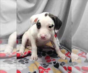 Mutt Dogs for adoption in Grovetown, GA, USA