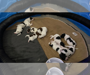 Pyredoodle Litter for sale in FLOWERY BRANCH, GA, USA