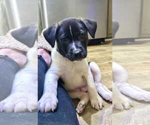 Shepradors Dogs for adoption in Holly Springs, NC, USA