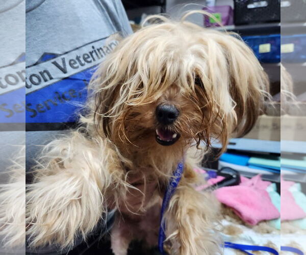 Medium Photo #11 Mutt Puppy For Sale in Fargo, ND, USA