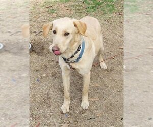 Labrador Retriever-Unknown Mix Dogs for adoption in Meridian, MS, USA