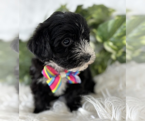 Medium Photo #9 Morkie Puppy For Sale in ROCK STREAM, NY, USA