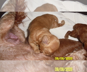 Poodle (Toy) Puppy for sale in DULUTH, GA, USA