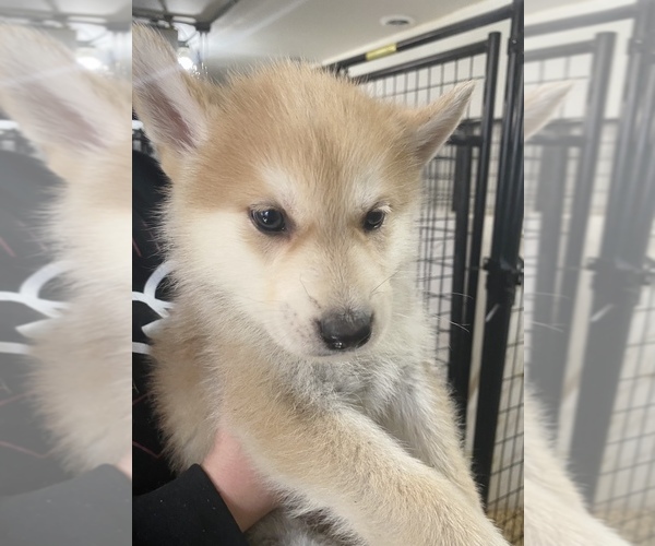 Medium Photo #1 German Shepherd Dog-Siberian Husky Mix Puppy For Sale in MONCLOVA, OH, USA