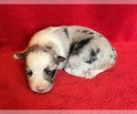 Small #9 Miniature Australian Shepherd