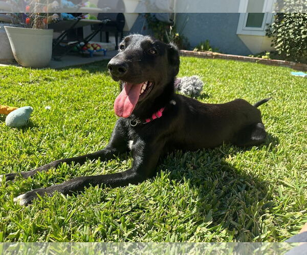 Medium Photo #6 Labrador Retriever-Unknown Mix Puppy For Sale in San Diego, CA, USA