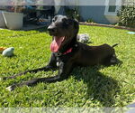 Small #5 Labrador Retriever Mix