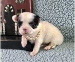 Small #1 Chihuahua
