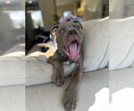 Small #3 American Pit Bull Terrier Mix