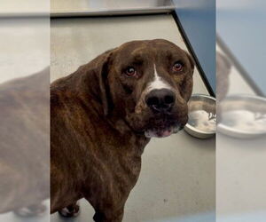 Mutt Dogs for adoption in San Bernardino, CA, USA