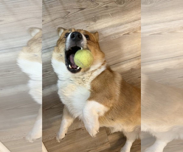 Medium Photo #4 Mutt Puppy For Sale in Sandy, UT, USA