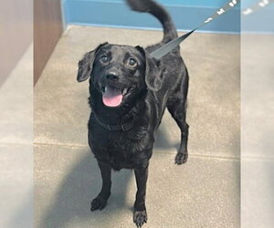 Labrador Retriever Dogs for adoption in Houston, TX, USA