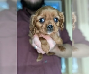Cavalier King Charles Spaniel Puppy for sale in SPENCER, TN, USA