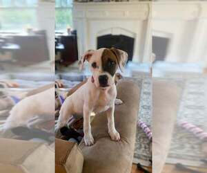 American Pit Bull Terrier-Unknown Mix Dogs for adoption in pomfret, CT, USA