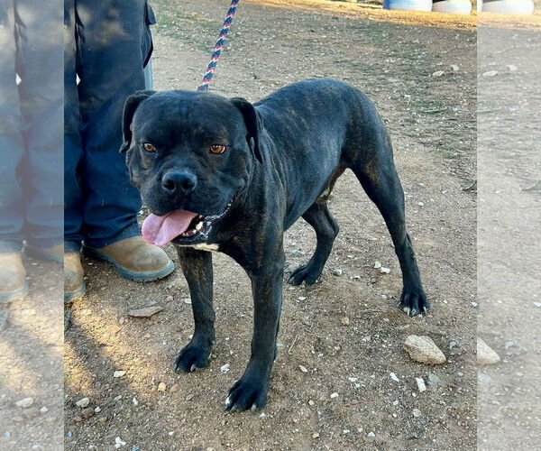 Medium Photo #12 Boxer-Unknown Mix Puppy For Sale in San Diego, CA, USA