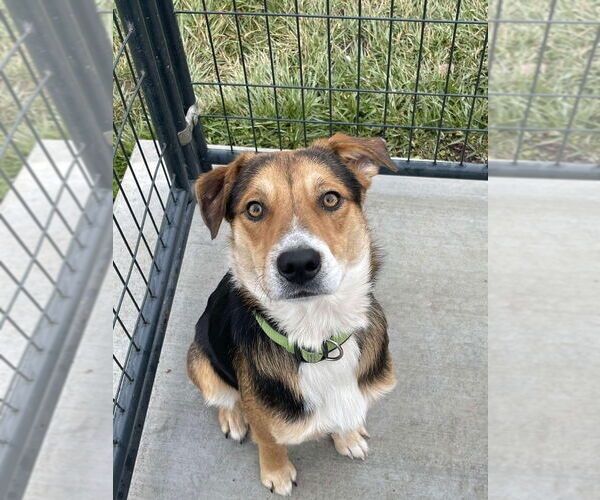 Medium Photo #1 Beagle-Unknown Mix Puppy For Sale in Bolivar, MO, USA